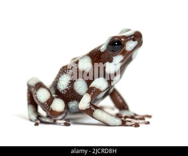 Maranon-Giftfrosch; Dendro, Excidobates Mysteriosus Stockfoto
