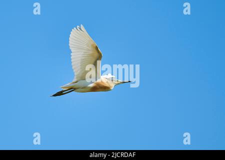 Squacco Heron (Ardeola ralloides) im Flug, Ebro Delta, Spanien Stockfoto