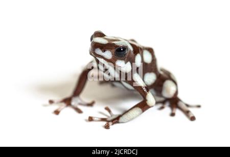 Maranon-Giftfrosch; Dendro, Excidobates Mysteriosus Stockfoto