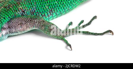 Grüner Kielbauchfuß, Gastholis prasina, isoliert auf Weiß Stockfoto