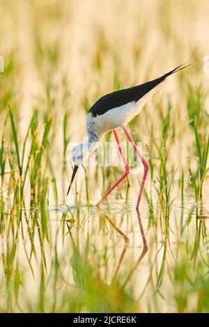 Black-winged Stilt (Himantopus himantopus). Erwachsene auf einem Reisfeld auf Nahrungssuche. Ebro Delta, Katalonien, Spanien Stockfoto