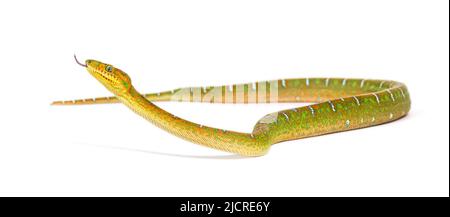 Junge Smaragdbaumbeine, die mit der Zunge schnüffelt. Corallus caninus Stockfoto