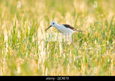 Black-winged Stilt (Himantopus himantopus). Erwachsene auf einem Reisfeld auf Nahrungssuche. Ebro Delta, Katalonien, Spanien Stockfoto