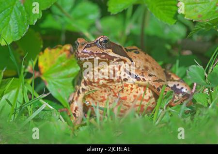 Marschfrosch, gewöhnlicher Frosch (Rana temporaria), Erwachsener in einem Garten. Deutschland Stockfoto