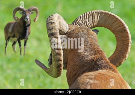 Europäischer Mufflon (Ovis orientalis musimon). Zwei Widder, Auge in Auge. Österreich Stockfoto