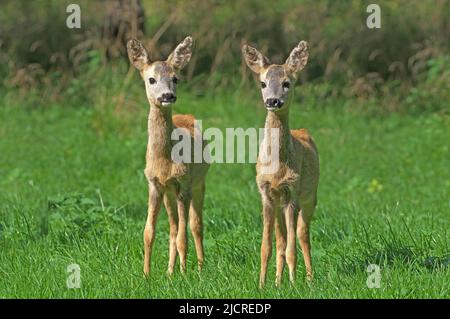 Reh (Capreolus capreolus). Zwei Jungtiere auf einer Waldwiese im September. Österreich Stockfoto