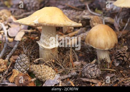 Cortinarius caperatus. Junger und alter Fruchtkörper in einem Fichtenwald, unter Fichtenzapfen. Österreich Stockfoto