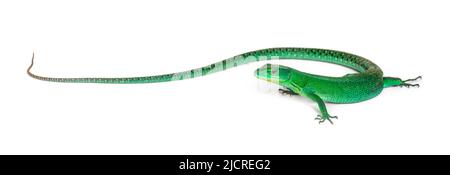 Grüne Kielbaucheidechse, Gastholis prasina, isoliert auf Weiß Stockfoto