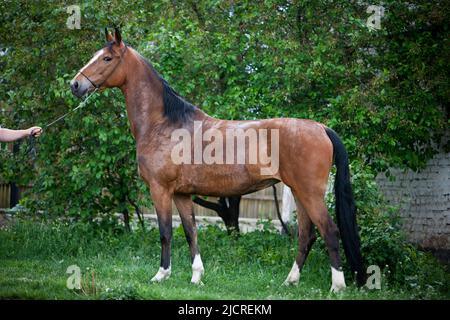 Dutch Harness Horse, Tuigpaard Horse. Bay Adult Standing, Seite an Seite gesehen Stockfoto