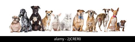 Gruppe von kranken, blinden, verletzten, behinderten Hunden und Katzen, die in einer Reihe stehen, isoliert auf Weiß Stockfoto