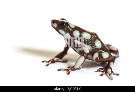 Maranon-Giftfrosch; Dendro, Excidobates Mysteriosus Stockfoto