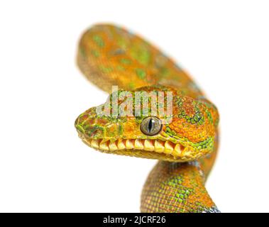 Kopfaufnahme der Juvenile Emerald Tree Boa Corallus caninus Stockfoto