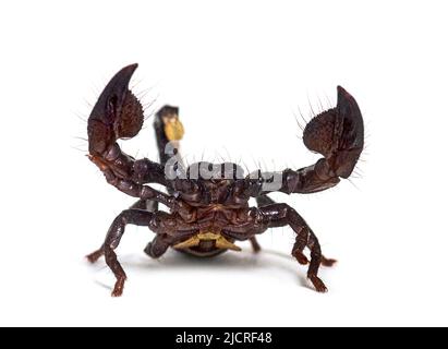 Jugendlicher Kaiserskorpion, Pandinus Imperator, isoliert Stockfoto