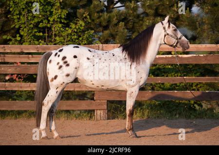 Appaloosa. Leopard-getupfter Hengst stehend, seitlich gesehen. Deutschland Stockfoto