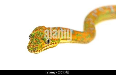 Kopfaufnahme der Juvenile Emerald Tree Boa Corallus caninus Stockfoto