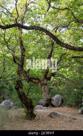 Alter, üppig grüner europäischer Laubwald. Vertikale Zusammensetzung von schönen Bäumen und großen Steinen Stockfoto