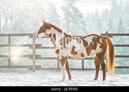 Oldenburger Pferd. American Paint Horse. Mare (Overo) stehend, seitlich gesehen. Deutschland. Stockfoto