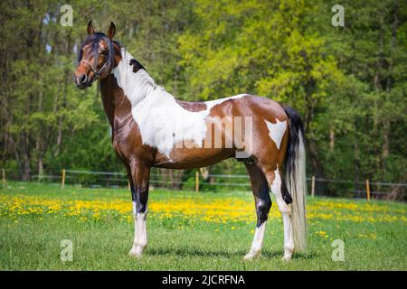 Paso Fino. Spießkopf-Hengst stehend, seitlich gesehen. Deutschland. Stockfoto