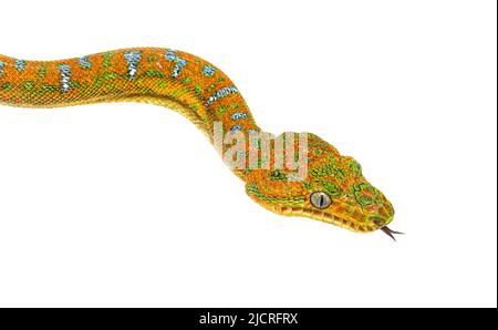 Kopfaufnahme der Juvenile Emerald Tree Boa, die mit der Zunge schnüffelt. Corallus caninus Stockfoto