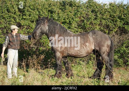 Poitevin Horse. Mann mit ausgewachsenem Pferd stehend, seitlich gesehen. Deutschland. Stockfoto