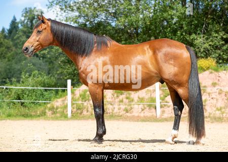 Holländisches Warmblut. Bay Wallach stehend, seitlich gesehen. Deutschland. Stockfoto