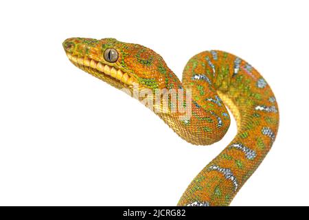 Kopfaufnahme der Juvenile Emerald Tree Boa Corallus caninus Stockfoto