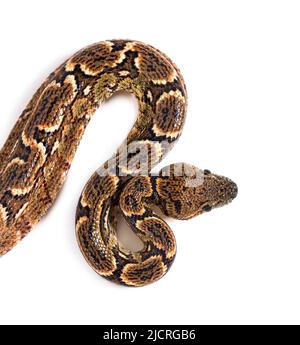 Hohe Ansicht der jungen Madagaskar-Baumboa, Sanzinia madagascariensis Stockfoto