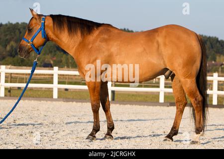 American Quarter Horse, Dun-Wallach stehend, seitlich gesehen. Deutschland. Stockfoto