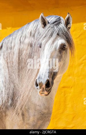 Reines Spanisches Pferd, Andalusisch. Porträt eines grauen Hengstes. Spanien Stockfoto