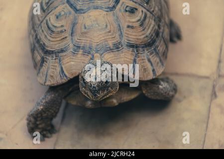 Eine Schildkröte wandert durch den Innenhof innerhalb eines Geländes in Marrakesch, Marokko. Stockfoto