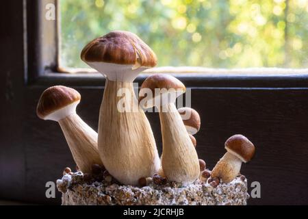 B+ Sorte von Psilocybin Magic Mushrooms zur Heilung von Depression oder Angst, die auf einem Kuchen aus Substrat wächst Stockfoto