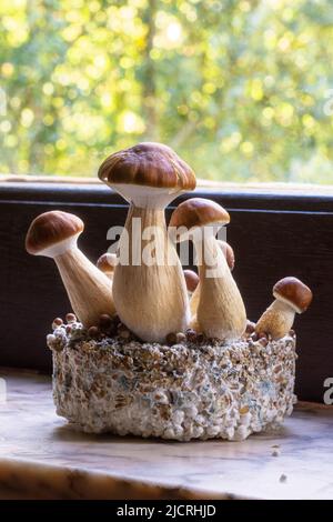 B+ Sorte von Psilocybin Magic Mushrooms zur Heilung von Depression oder Angst, die auf einem Kuchen aus Substrat wächst Stockfoto