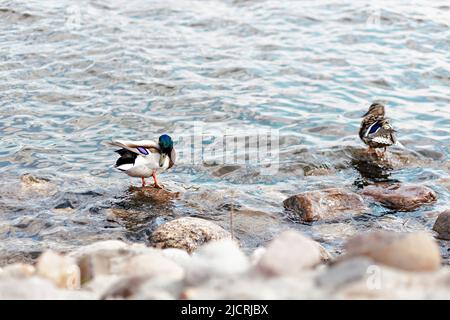 Enten putzen Federn im Fluss, der auf einem Felsen steht. Natürlicher Hintergrund. Stockfoto