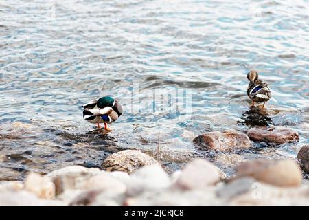 Enten putzen Federn im Fluss, der auf einem Felsen steht. Natürlicher Hintergrund. Stockfoto