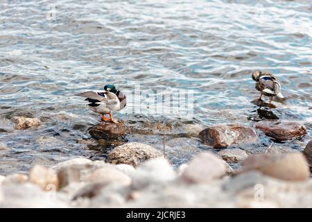 Enten putzen Federn im Fluss, der auf einem Felsen steht. Natürlicher Hintergrund. Stockfoto