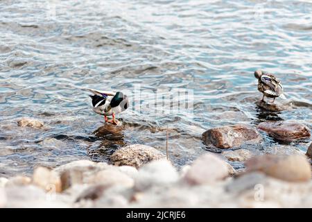 Enten putzen Federn im Fluss, der auf einem Felsen steht. Natürlicher Hintergrund. Stockfoto