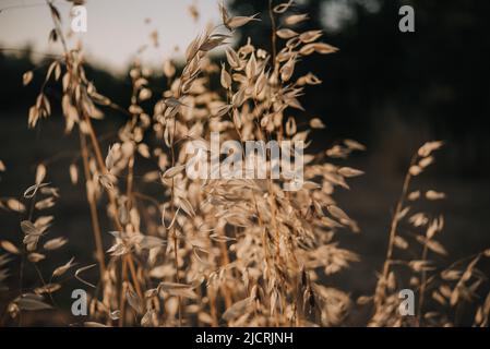 Goldene trockene Haferspiesse mit Hintergrundbeleuchtung und untergehenden Sonnenstrahlen Stockfoto