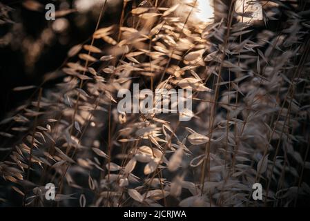 Goldene trockene Haferspiesse mit Hintergrundbeleuchtung und untergehenden Sonnenstrahlen Stockfoto