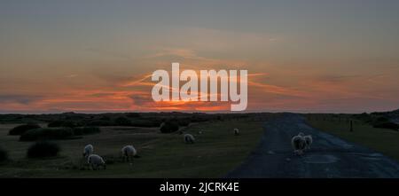 Northam Burrows Naturschutzgebiet in North Devon bei Sonnenuntergang, mit Schafen. Stockfoto