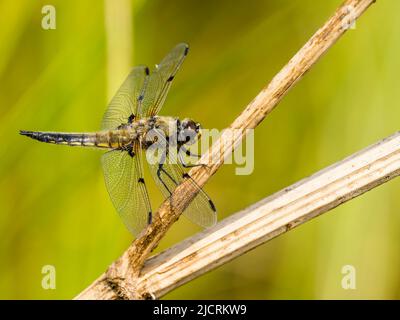 Männliche vierfleckige Verfolgerfliege, die sich in der Frühlingssonne in Mid Wales sonnt Stockfoto