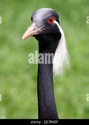 Nahaufnahme demoiselle Kraniche (Anthropoides jungfrau) auf grünem Hintergrund Stockfoto