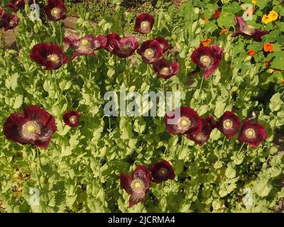 Pflaume, scharlachrote oder violette orientalische Mohnblumen (papaver), die in einem wiederverwildeten englischen Garten selbst gesät wurden, mit orangenem Kapuzinerkresse (Tropaeolum). Stockfoto