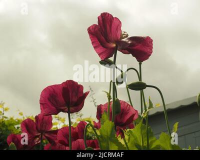 Pflaume, scharlachrote oder violette orientalische Mohnblumen (papaver), die sich in einem wiederverwildeten englischen Garten vor einem trüben, grauen Himmel ausgesät haben. Stockfoto