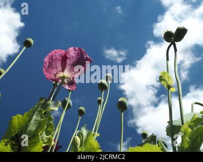 Pflaumenfarbene orientalische Mohnblumen (papaver) reichen bis zu einem tiefblauen Himmel mit hellen, flauschigen Wolken. Stockfoto