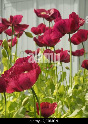 Orientalische Mohnblumen (papaver) in Pflaumen-, Scharlach- oder violettfarbenen Farben, die sich in einem wiederverwildeten englischen Garten vor einem hellblauen Hintergrund selbst ausgesät haben. Stockfoto