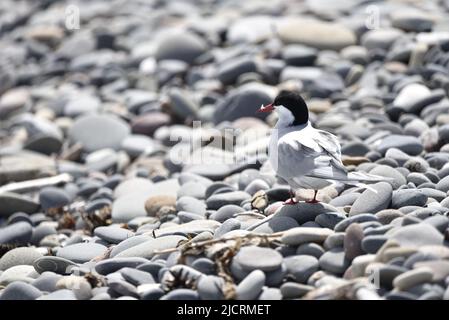 Arctic Tern (Sterna paradiesaea), die im Frühjahr an einem Pebble Beach in the Sun auf der Isle of man, Großbritannien, steht Stockfoto