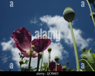 Pflaumenfarbene orientalische Mohnblumen (papaver) reichen bis zu einem tiefblauen Himmel mit hellen, flauschigen Wolken. Stockfoto