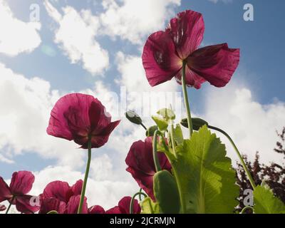 Pflaumenfarbene orientalische Mohnblumen (papaver) reichen bis zu einem hellblauen Himmel mit hellen Wolken Stockfoto