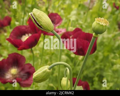 Pflaumenfarbene orientalische Mohnblumen (papaver) zeigen Knospen mit Blütenblättern, die gerade erst auftauchen, blühende Blüten und Samenstufen. Stockfoto