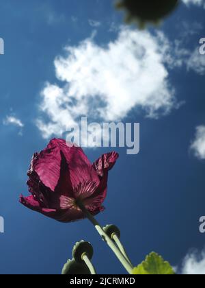 Eine einzelne Pflaume-, scharlachrote oder lila gefärbte orientalische Mohnblume (papaver) reicht bis zu einem tiefblauen Himmel. Platz für Kopie. Stockfoto